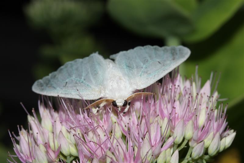 falena da identificare